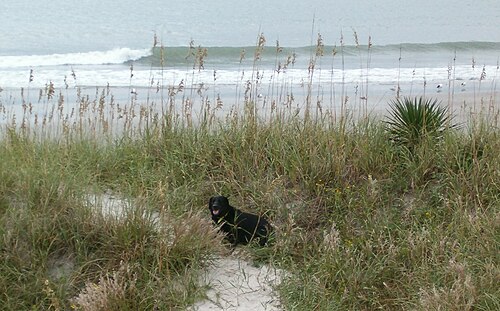 Max Hiding in Sea Oats.