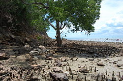 A mangrove tree of the Avicennia genus, with pneumatophores