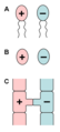 Different types of isogamy