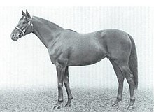 photo of Nagle's racehorse, Sandsprite