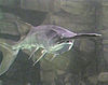 American paddlefish, Polyodon spathula