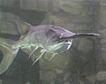 An American paddlefish in a large aquarium tank