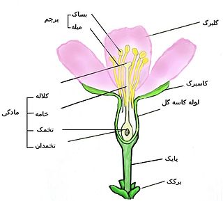 اجزای یک گل ساکورا.