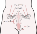 دستگاه تناسلی زنانه