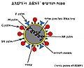 תרשים סכמתי המתאר את מבנה הנגיפים hRSV ו-hMPV