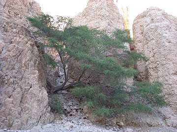 שיטה סלילנית על קונגלומרט מניפת הסחף הקדומה