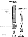 תרשים של מדוכים וקנים