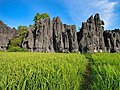 Persawahan dan hutan batu