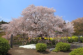 狩宿の下馬桜