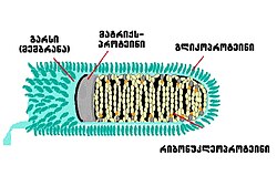 Longitudinal schematic view of rabies virus