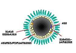 Cross section of Rabies virus