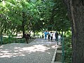 Treptele de la intrarea în Parcul Cismigiu din str. Stirbei Vodă