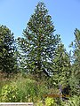 Чилеански бор (Araucaria araucana)