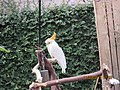 Папагај са крестом боје цитрон врсте Какаду, у Ванкуверу, citron-crested cockatoo, (Cacatua sulphurea citrinocristata)