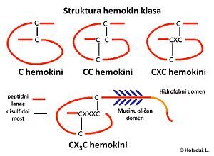 Četiri supfamilije hemokin