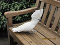 Бели папагај из рода Какаду, white cockatoo , umbrella cockatoo , (Cacatua alba)