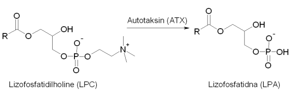 LPA production autotaksinom