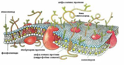 Ћелијска мембрана (цртеж)