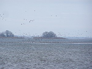 Водоплавні птахи на акваторії заказника