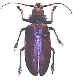 Вусач-титан гігантський (Titanus giganteus Linnaeus, 1771)