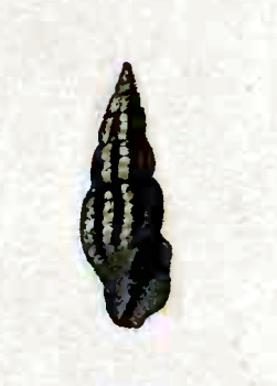 Crassispira guildingii