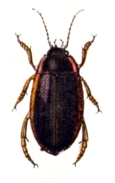 Colymbetes striatus