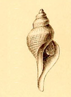 Aforia watsoni