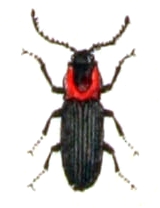 Cardiophorus discicollis