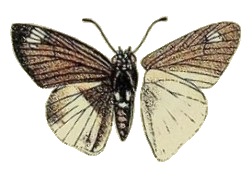 Abantis efulensis