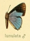 Anthene lunulata