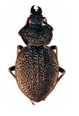 Carabus syriacus