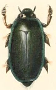 Andogyrus ellipticus