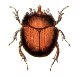 Bolbelasmus unicornis