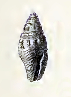 Anarithma stepheni