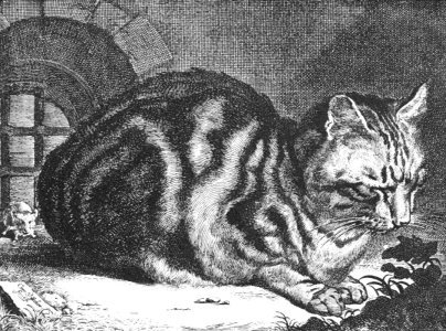 Visscher, Large Cat