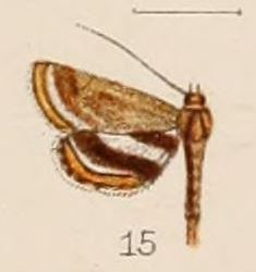 Agassiziella alicialis