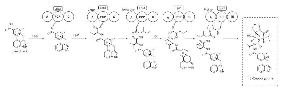 Figure 5 - part 5 in the biosynthesis of ergocryptine