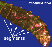 larva