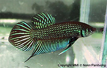 Betta mahachaiensis