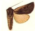 Agrotis gypaetina