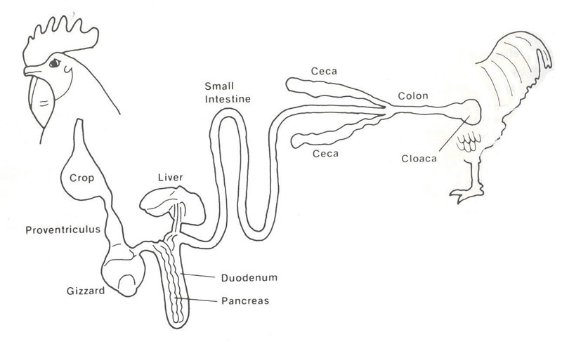 Anatomy of the Avian Digestive System.