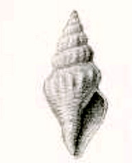 Borsonia hirondelleae