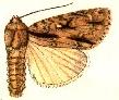 Acronicta lobeliae