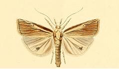 Calamotropha hierichuntica