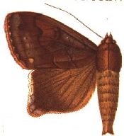 Ophiusa reducta