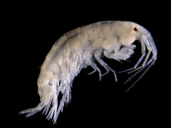 Gammarus crinicornis