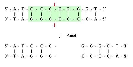 Pola Ujung tumpul oleh enzim SmaI