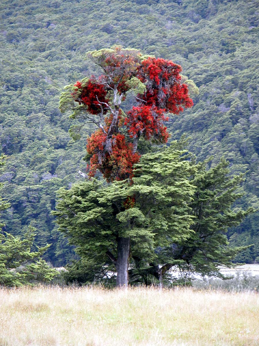 Red mistletoe, Hopkins River, New Zealand