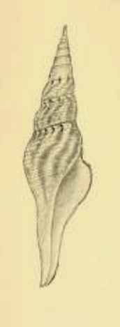 Nihonia mirabilis