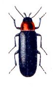 Phryganophilus ruficollis